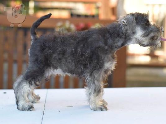 Μινιατούρα Schnauzers πιπέρι και αλάτι